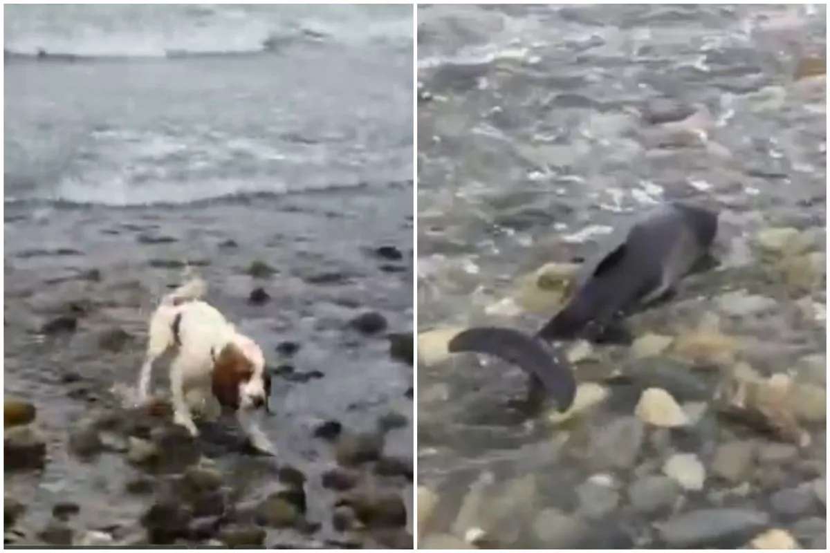 cane e delfino