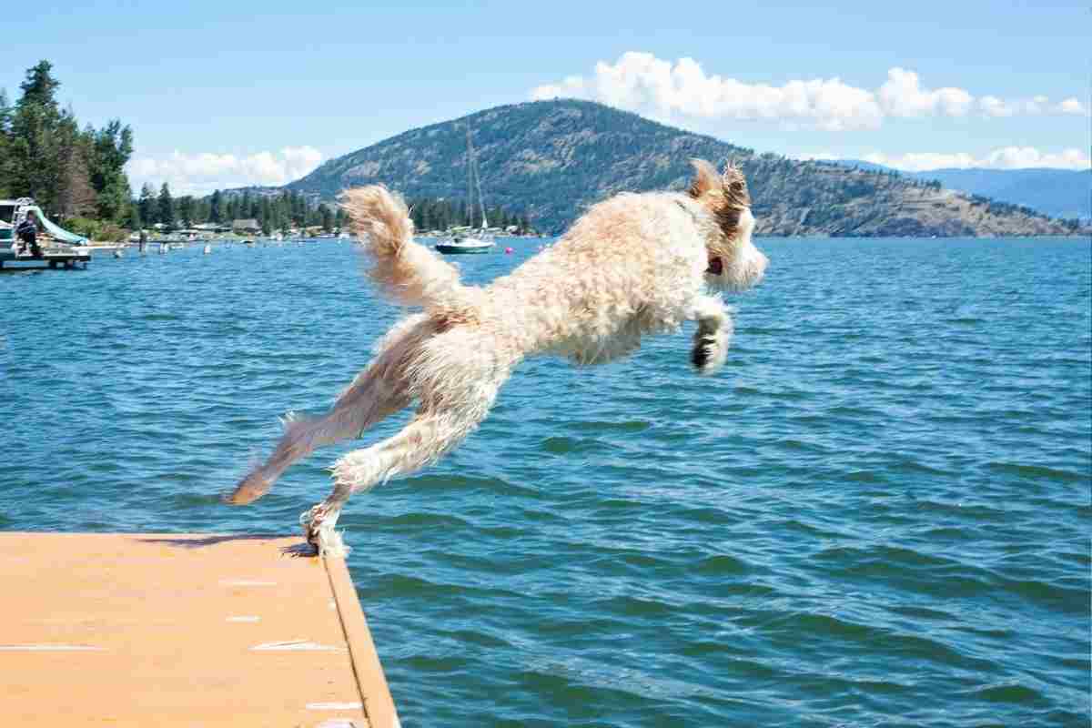 cane in acqua