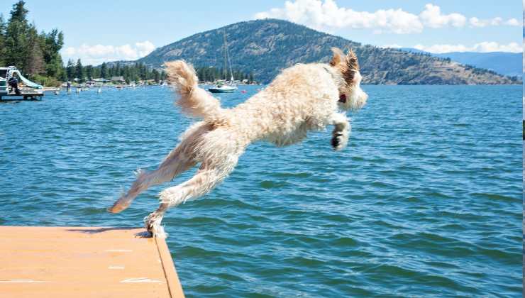 cane si tuffa nel lago