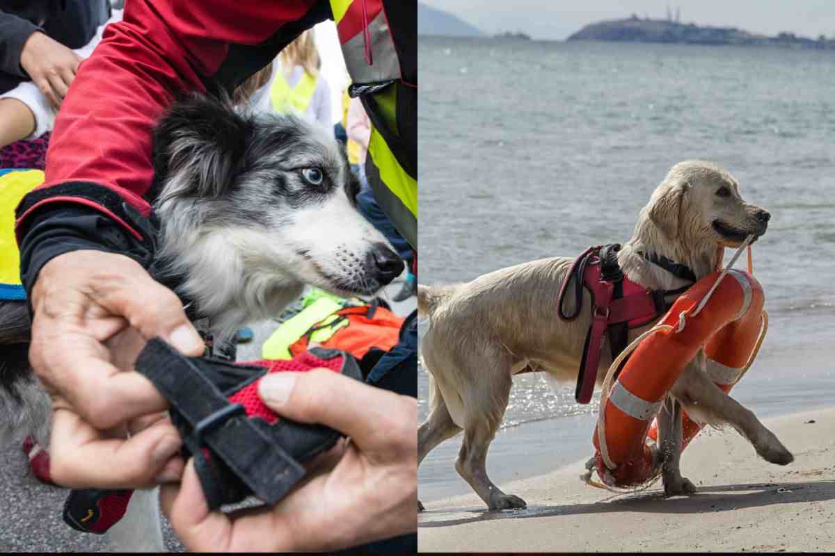 Cani da salvataggio in montagna e mare