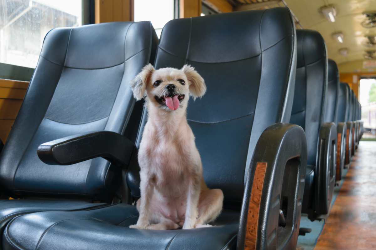 cane sul sedile del treno