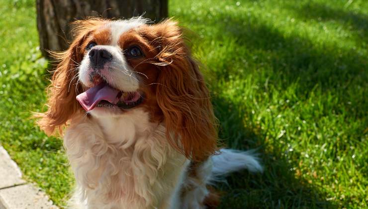 cavalier king tra le razze migliori per over 65