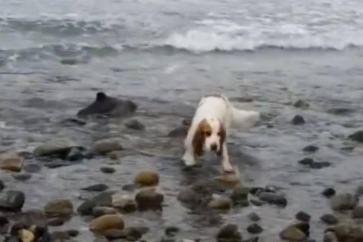 cocket spaniel e delfino