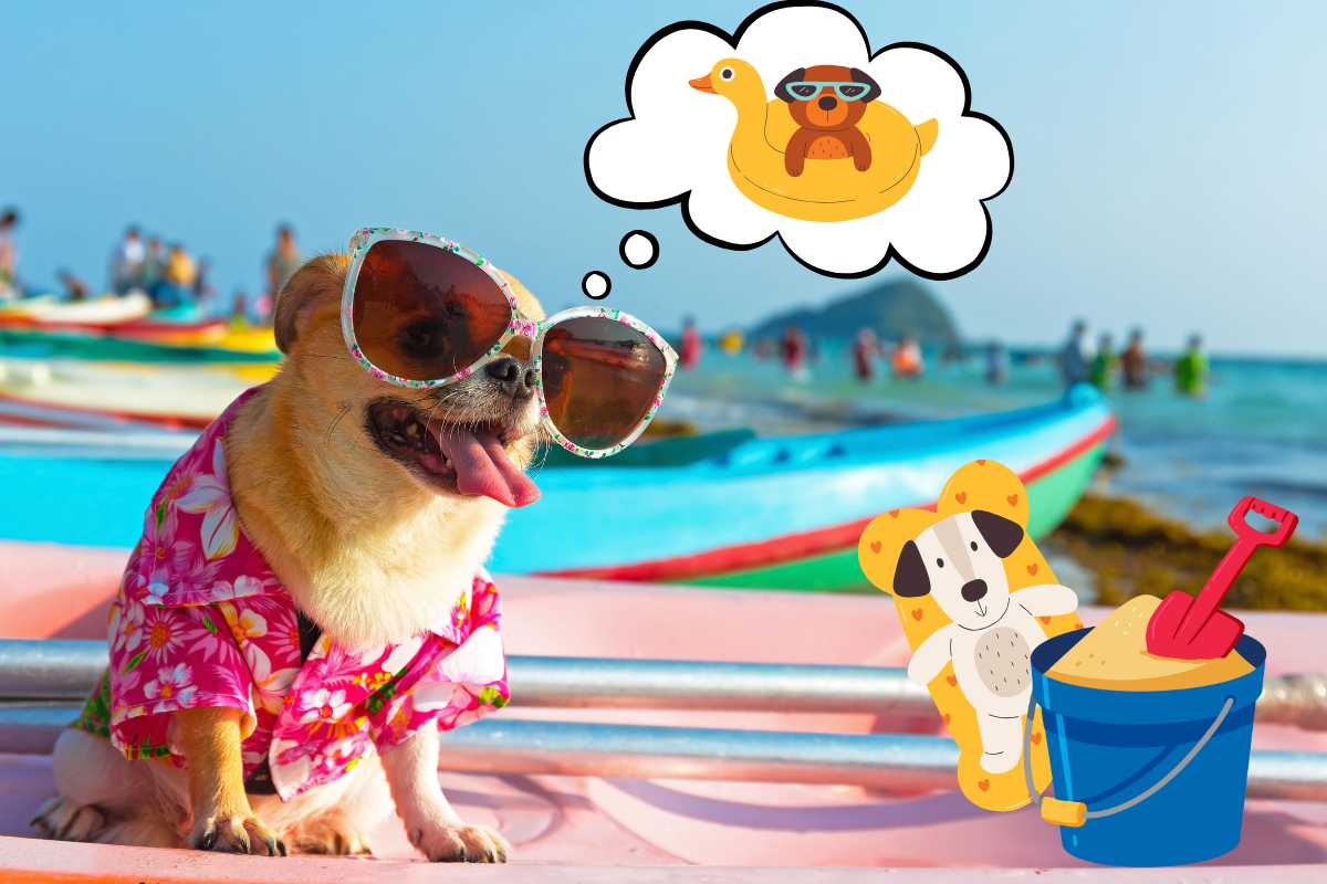 cosa portare al cane in spiaggia
