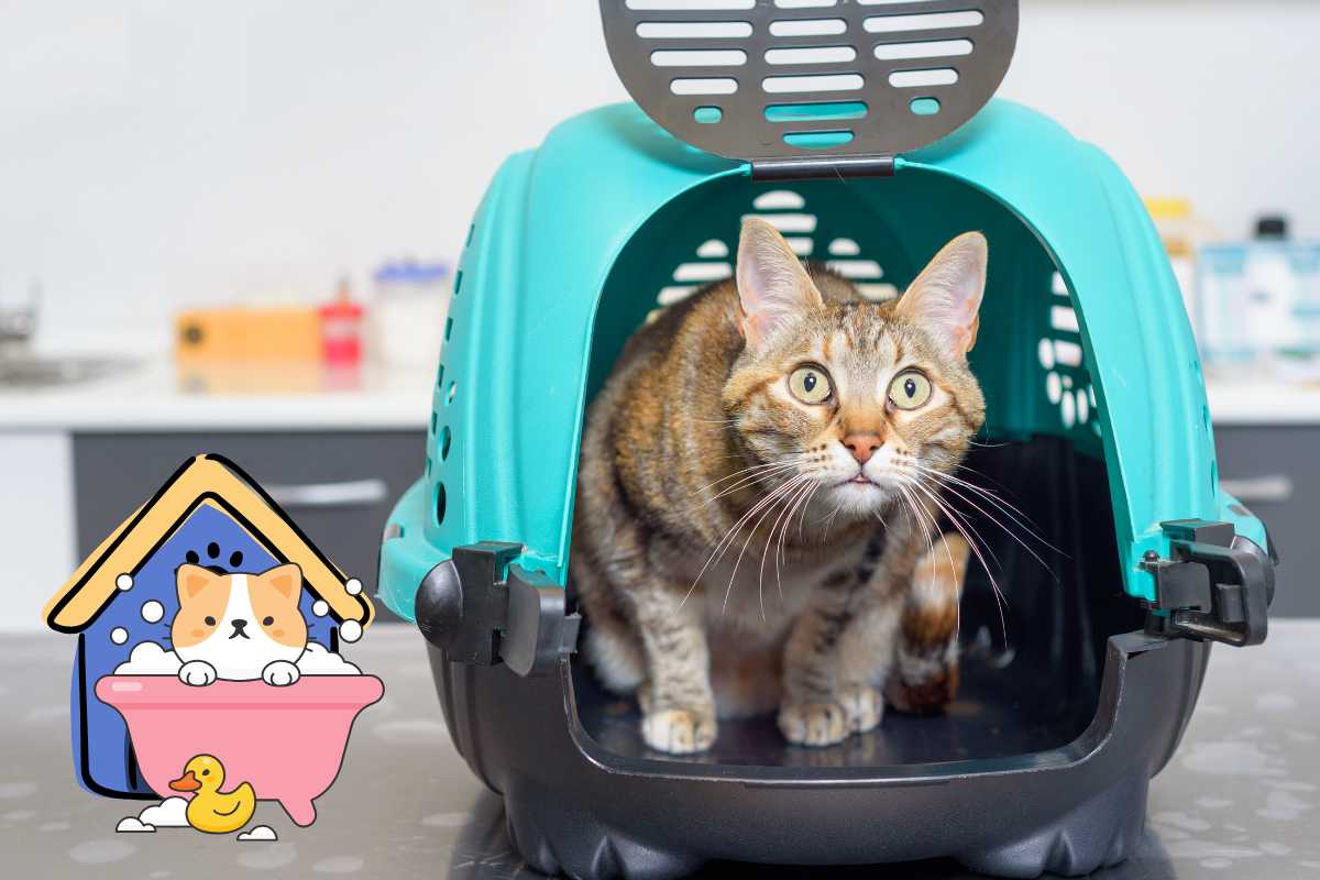 cuccia toelettatura gatto