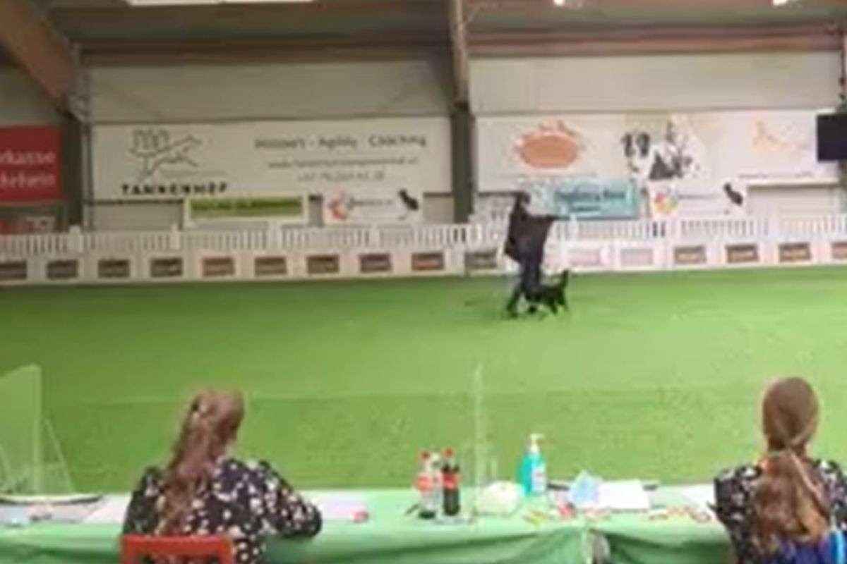gara di dog dance