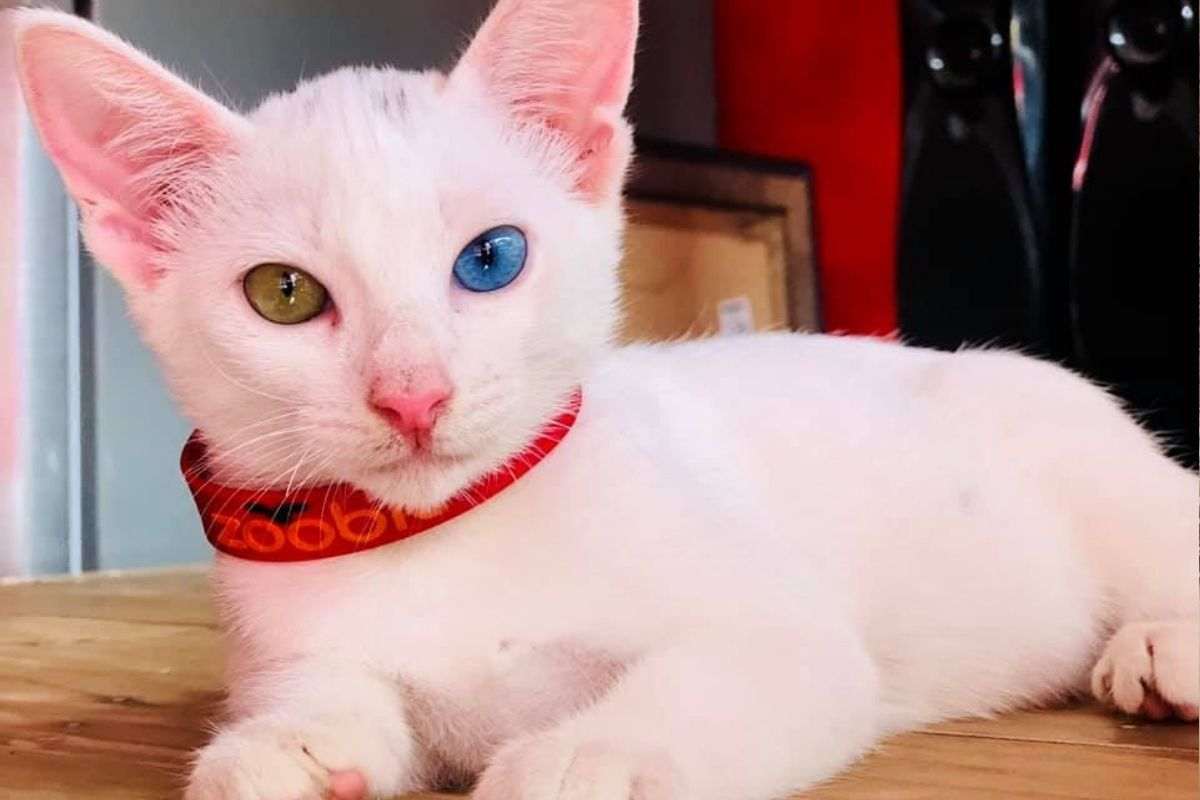 Eterocromia gatto