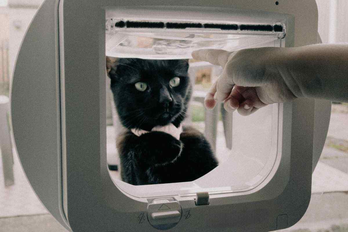 gattaiola