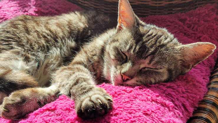 gatto addormentato