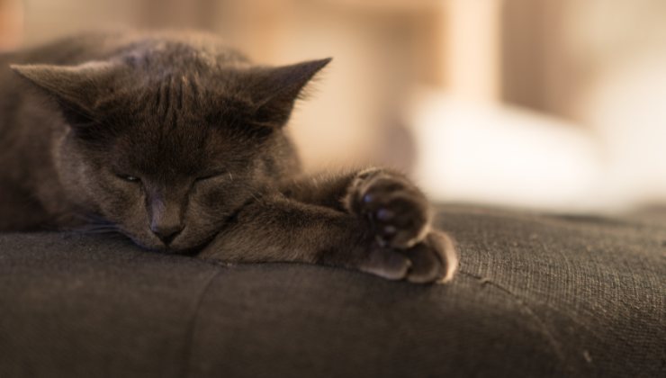 gatto addormentato