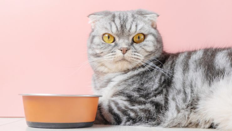 gatto con ciotolina per il cibo