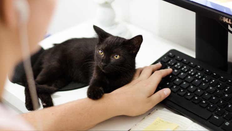 gatto conforta donna al pc