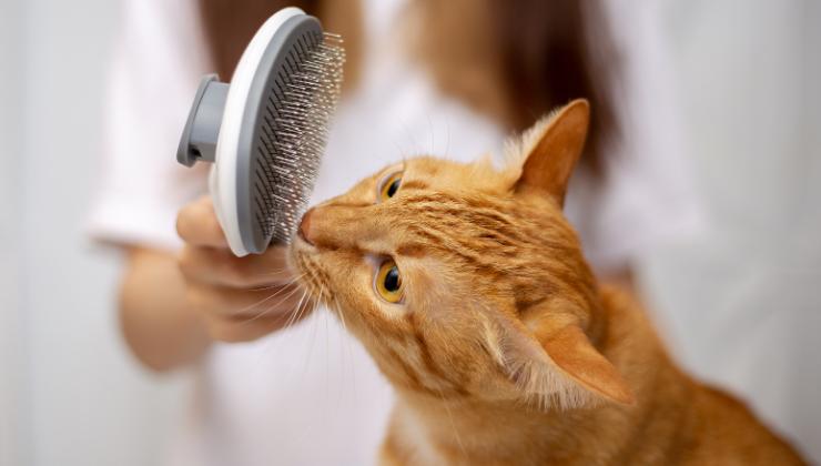 gatto durante la toeletta