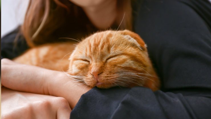gatto in braccio alla sua umana