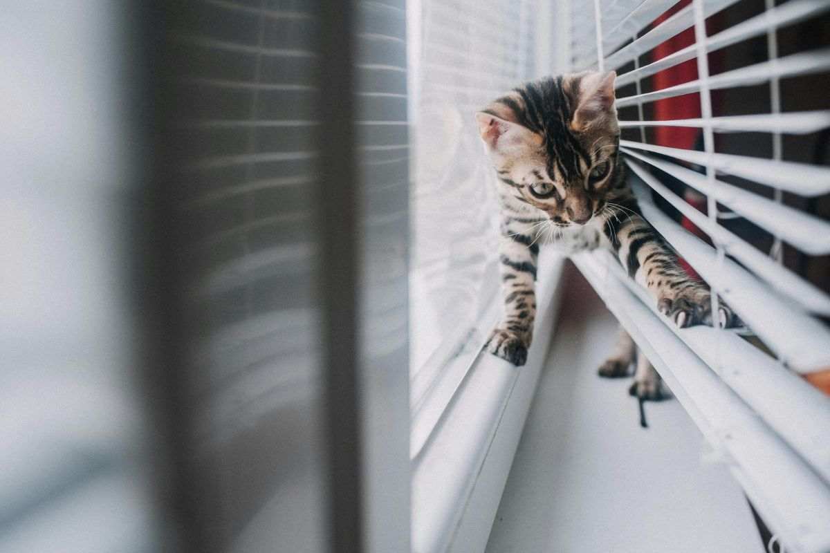gatto incastrato