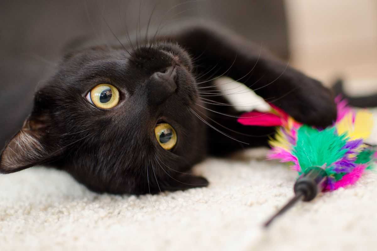gatto nero con giocattolo
