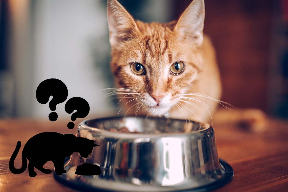 gatto sa distinguere tra dolce e salato