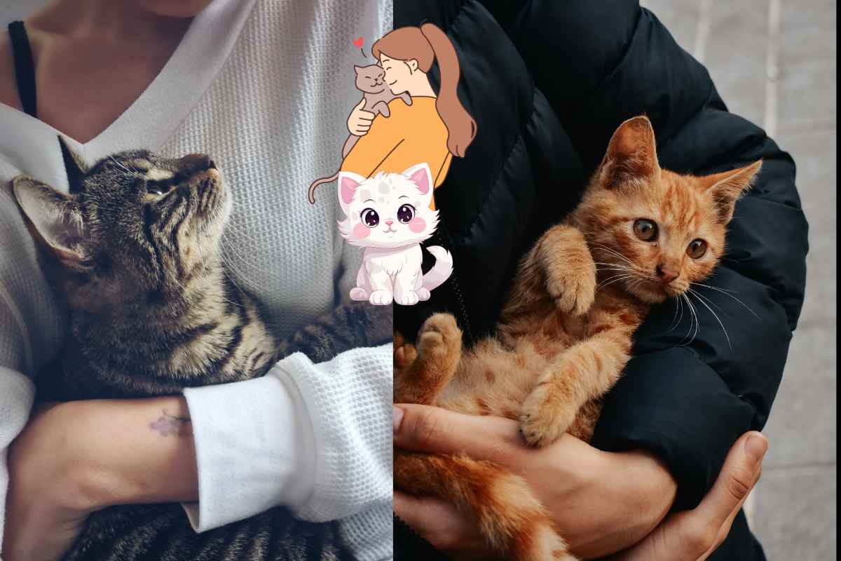 gatto sente se l'umano è malato