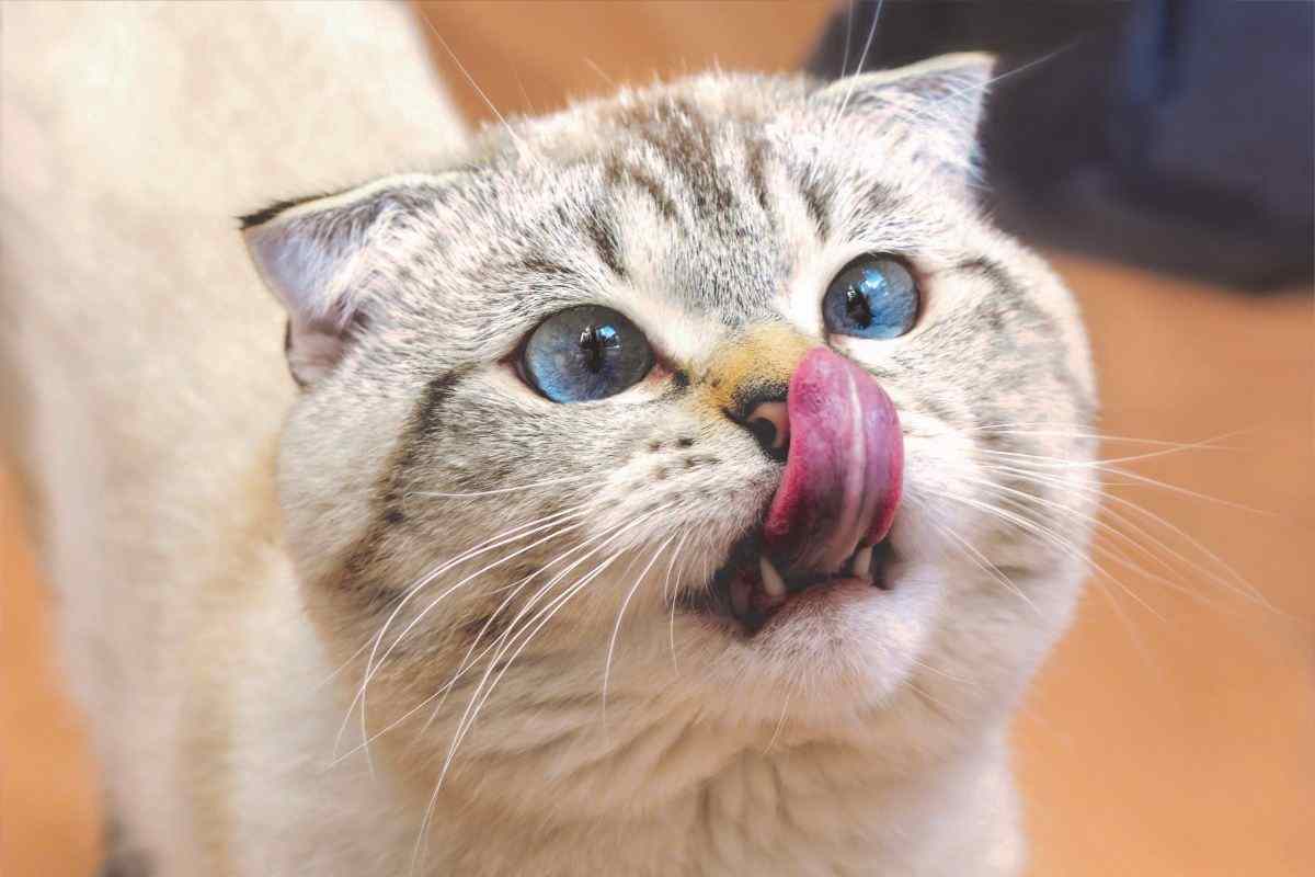 gatto goloso