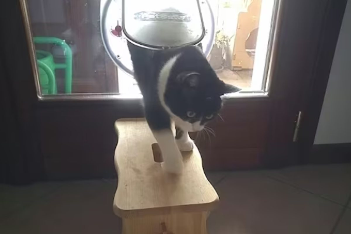 gatto che usa la porticina