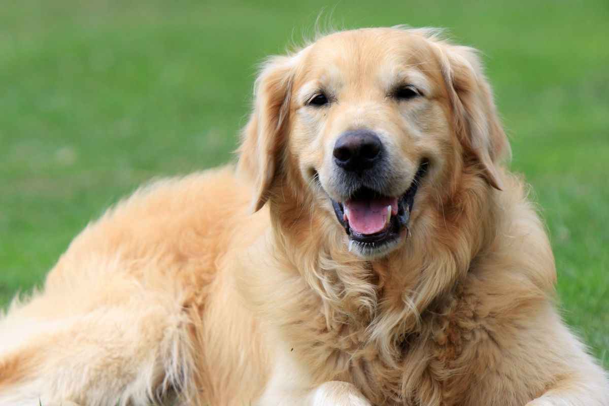 golden retriever
