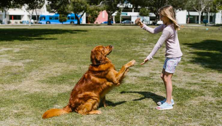 golden retriever e bambina