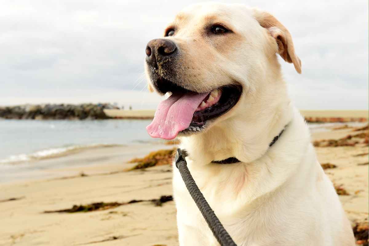 Labrador retriever