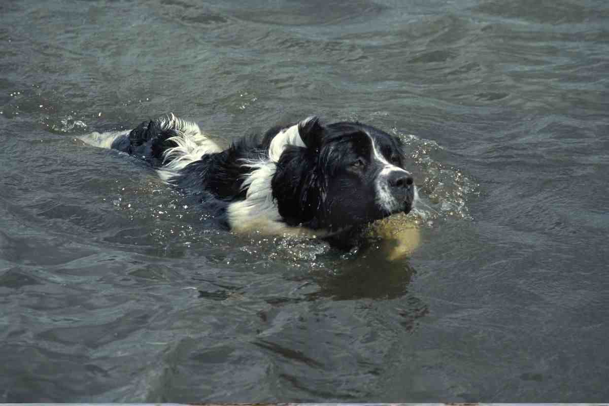 Landseer