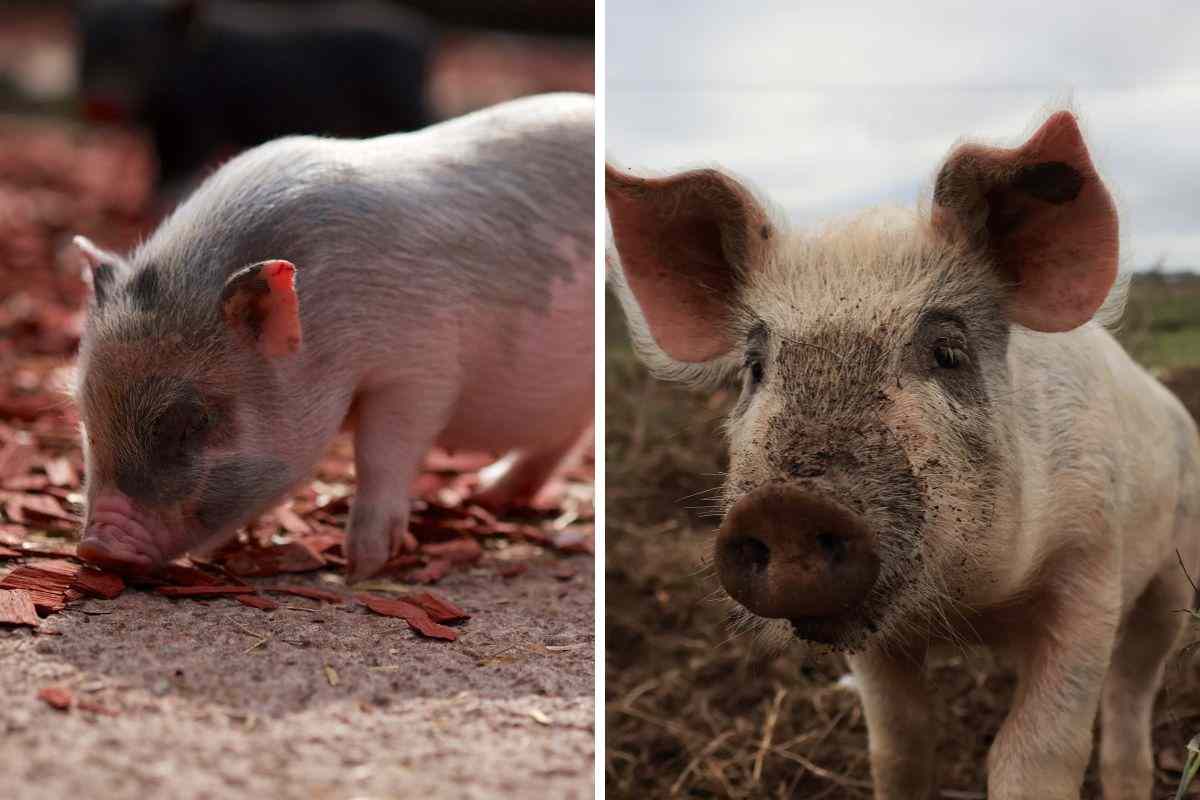 maialino e maiale