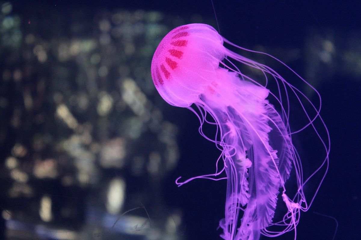 meduse