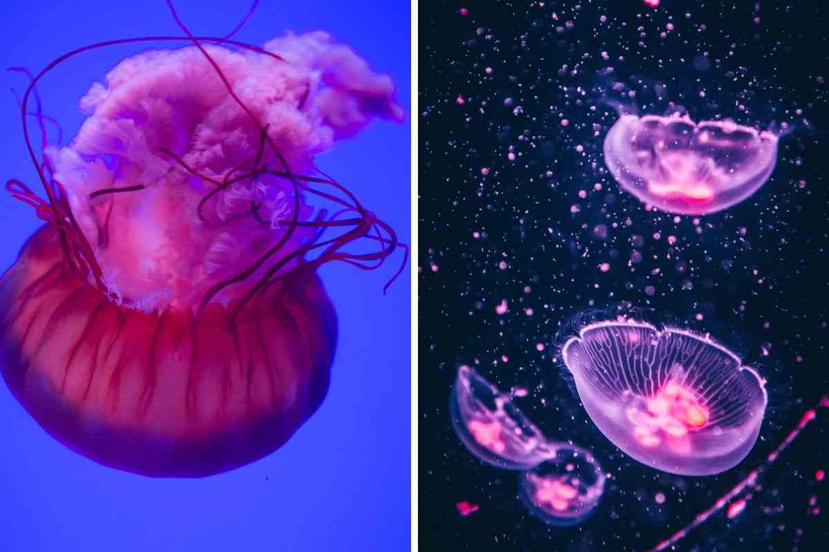 meduse