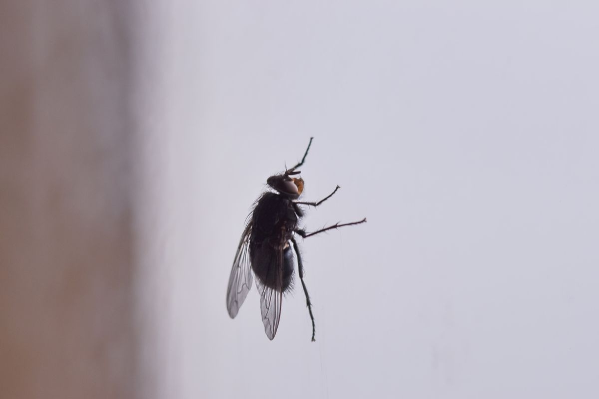 mosca
