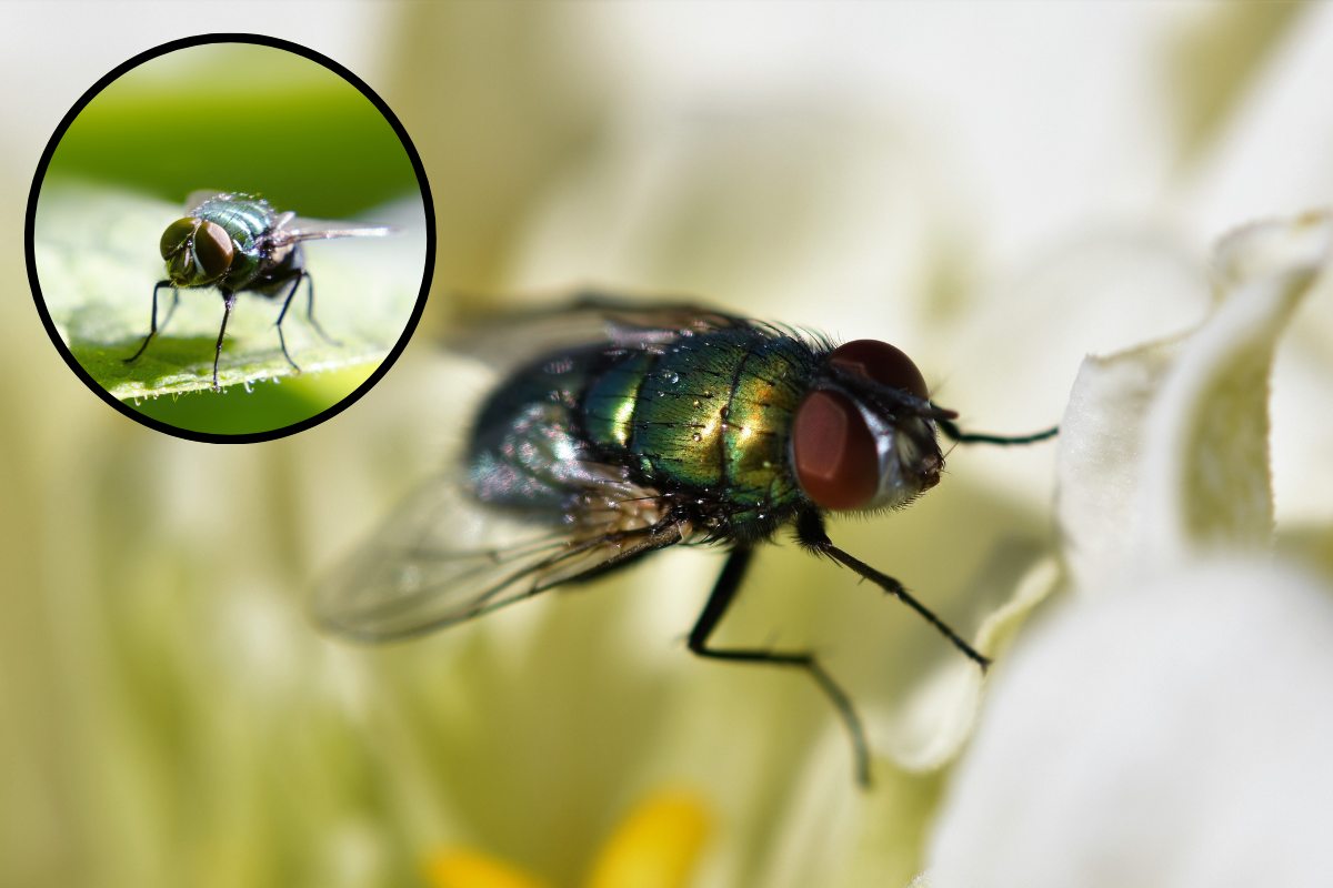 mosca