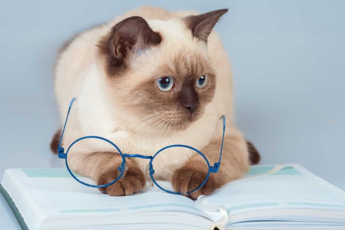 gatto con libro e occhiali