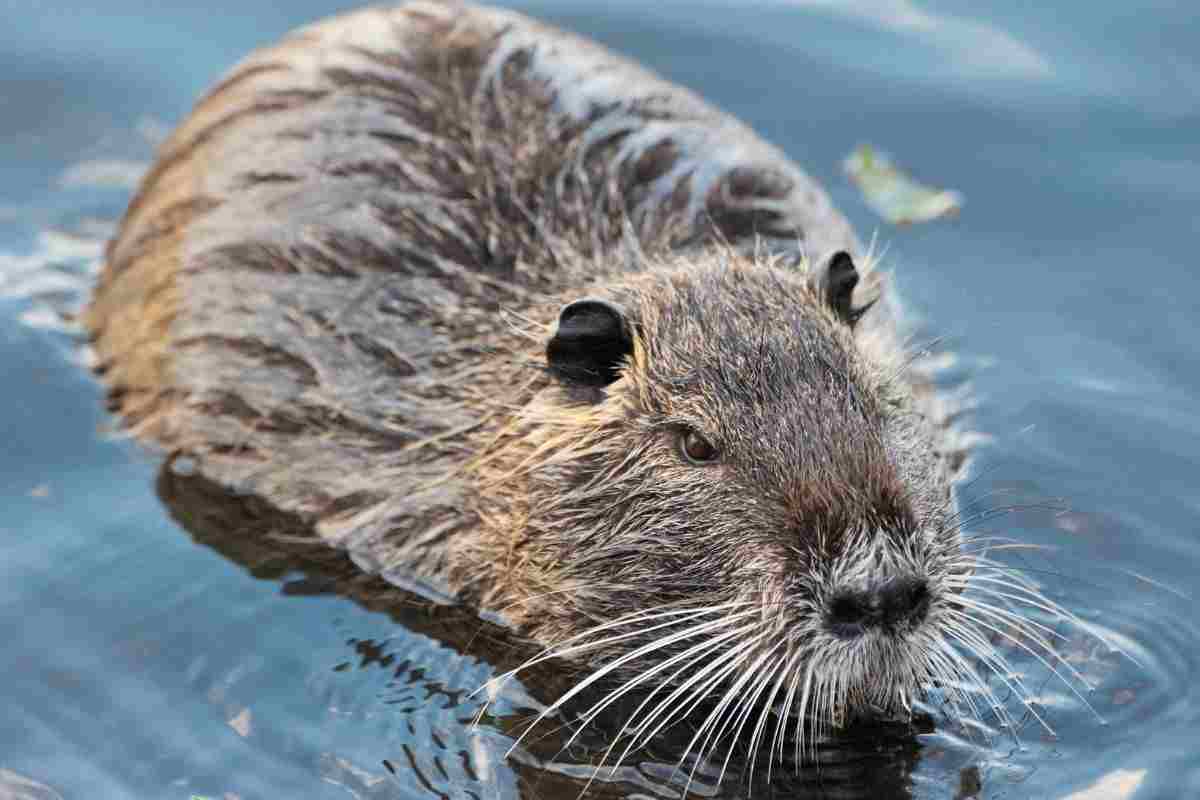 nutria nuota