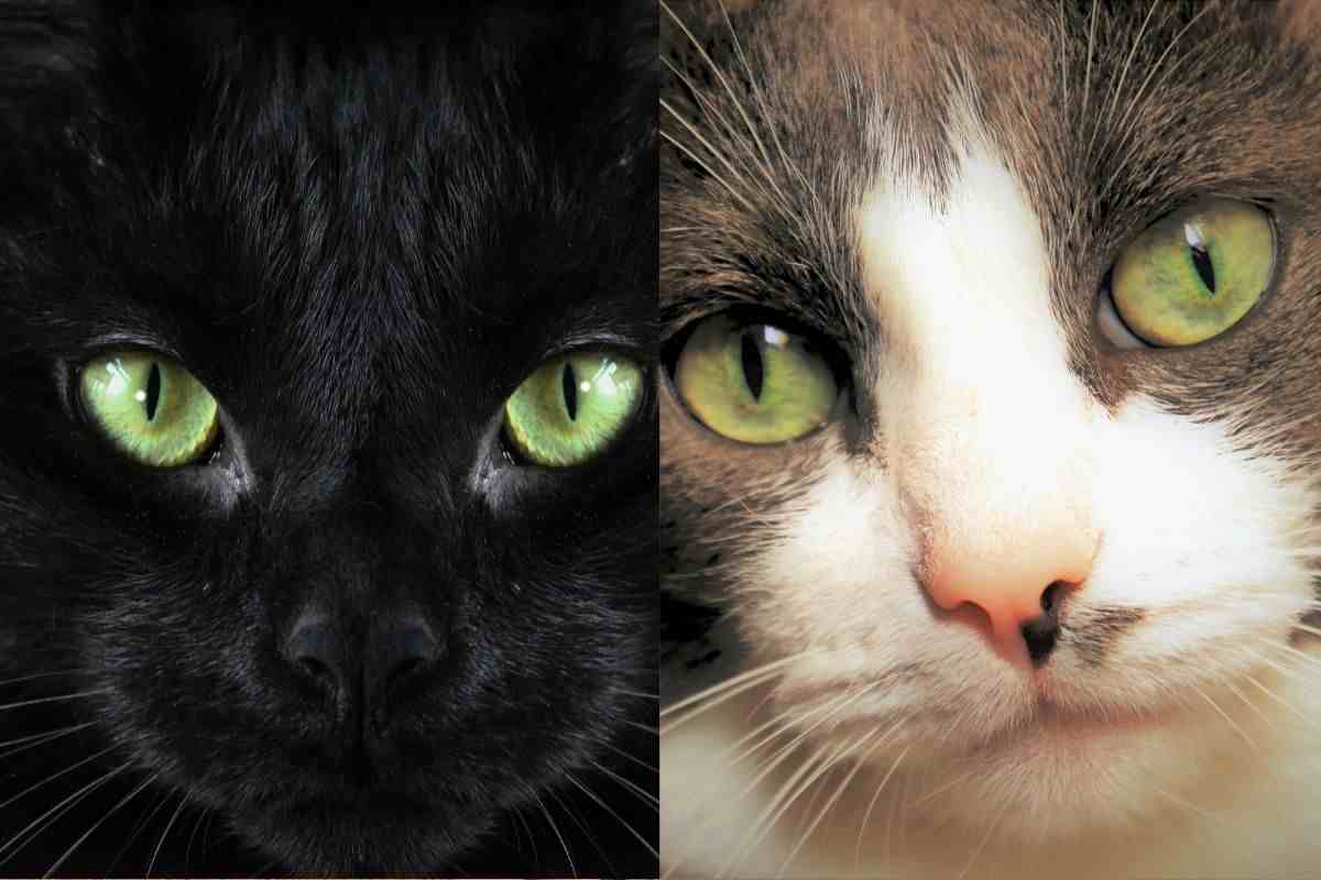 Occhi verdi dei gatti