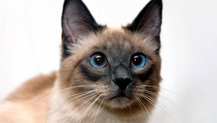 occhi del gatto