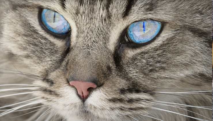 occhi del gatto