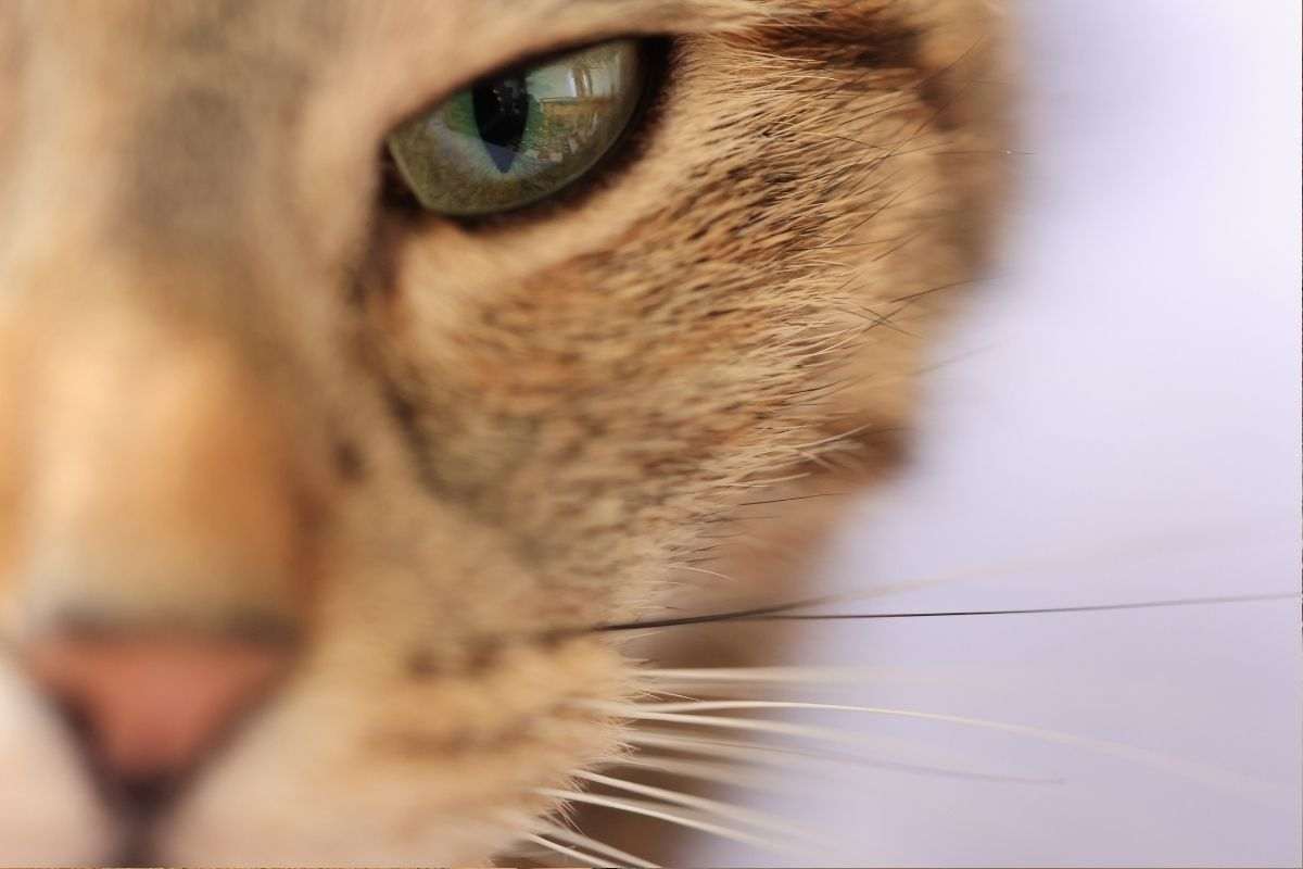 occhio del felino