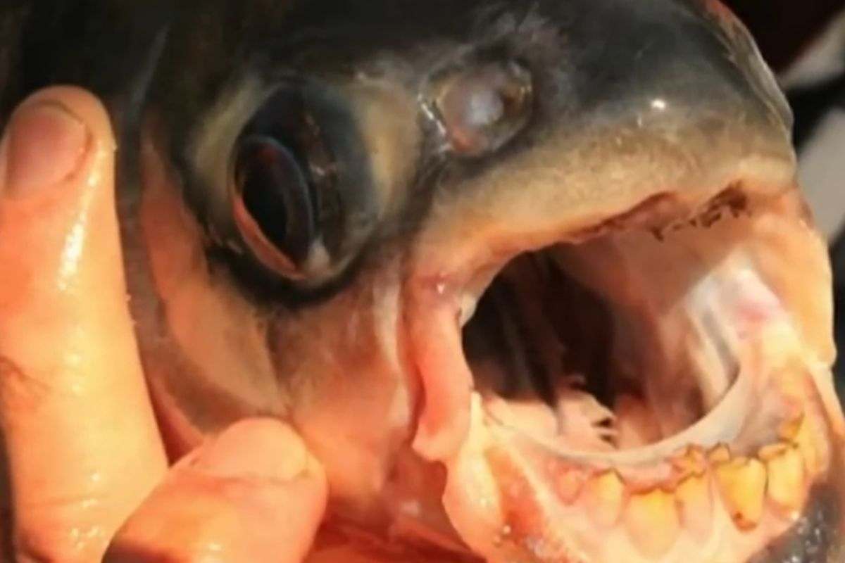 Pesce Pacu