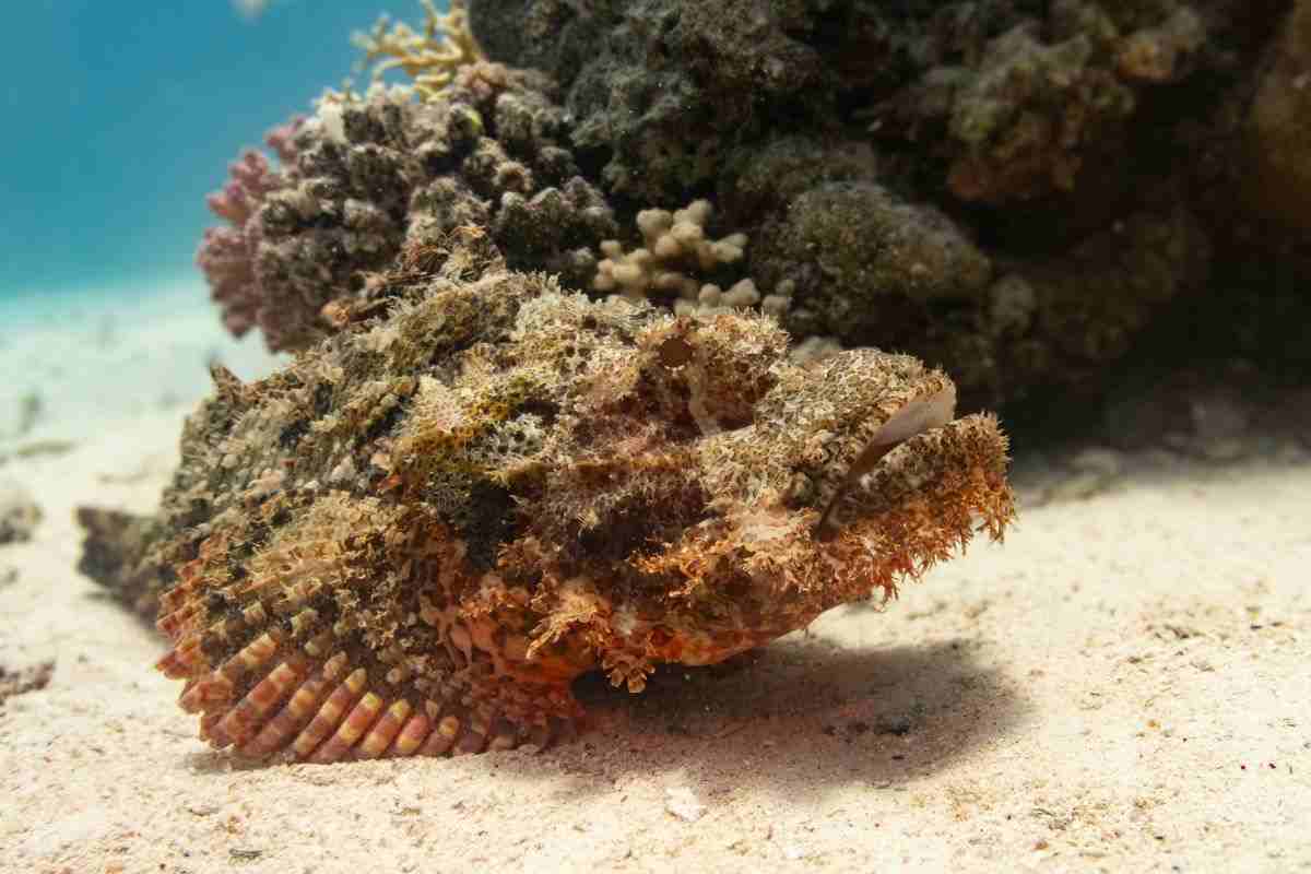 pesce