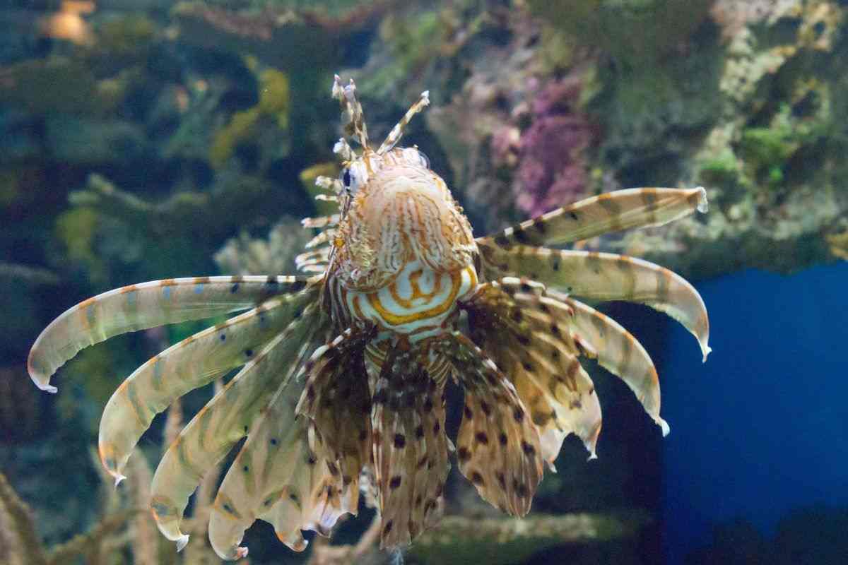 pesce pericoloso