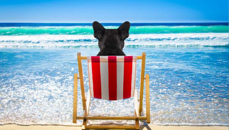 portare seggioline o teli per i cani al mare
