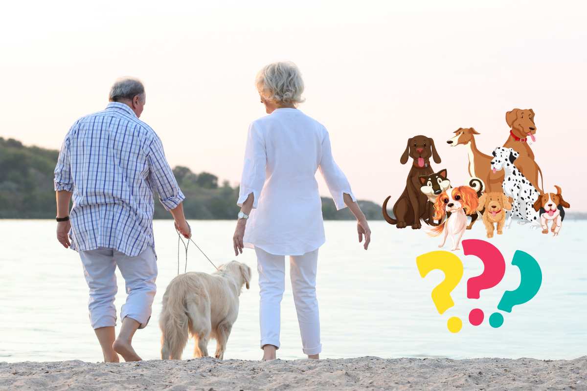 razze di cani per persone anziane