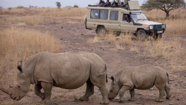 rinoceronti in africa