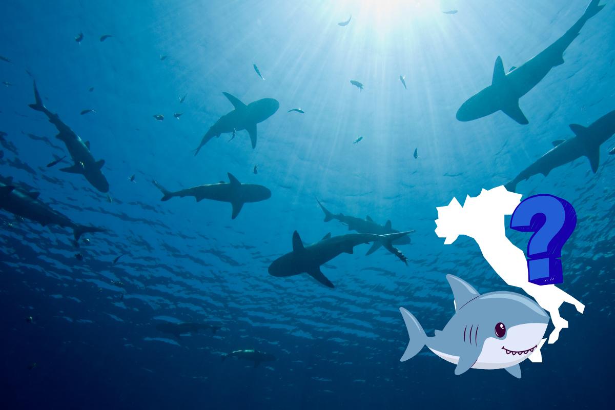 specie di squalo diffuse in Italia