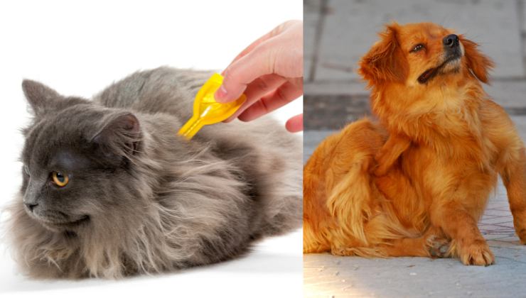 togliere le zecche dal gatto e dal cane