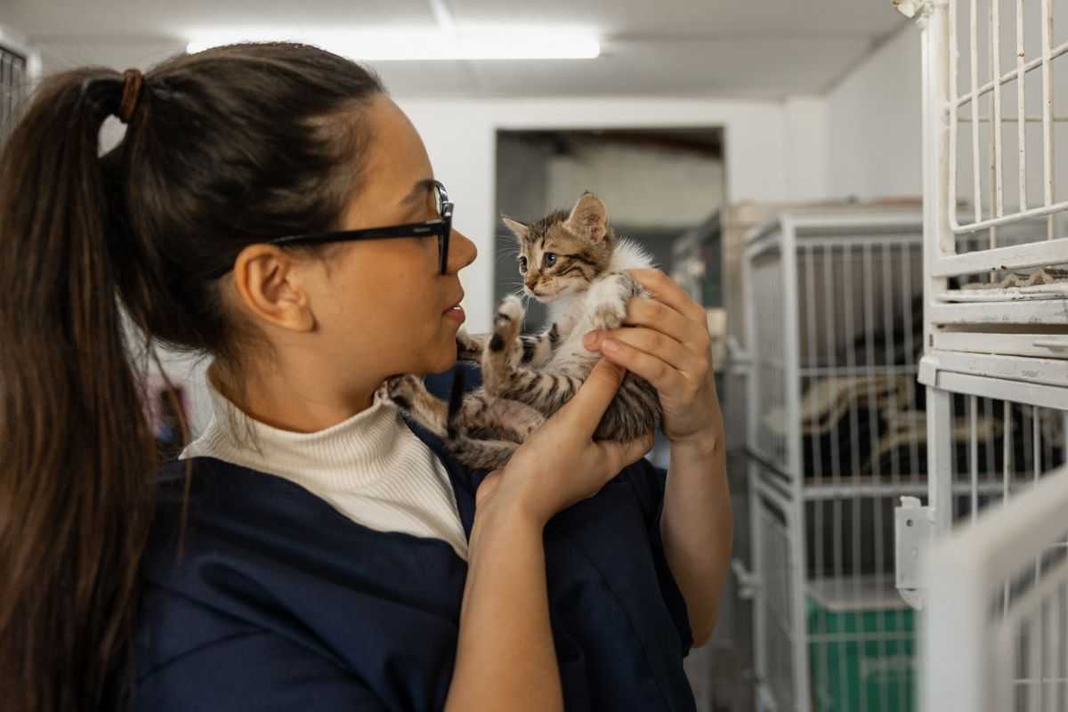 veterinario e gattino