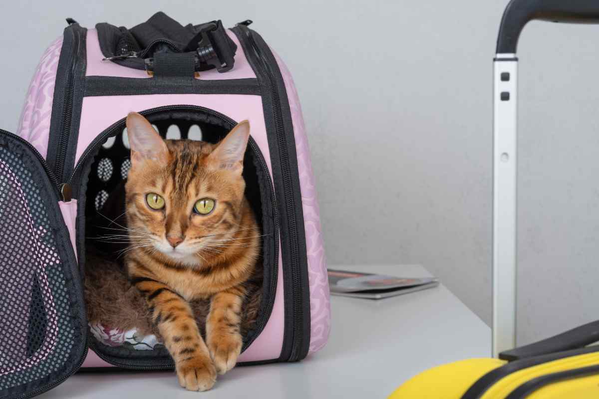 gatto trasportino valigia