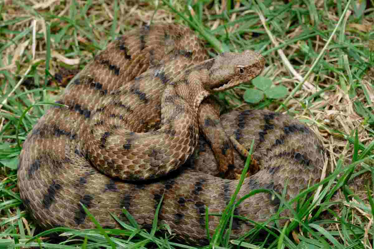 vipera